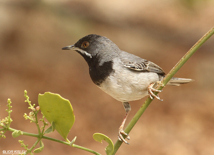    Ruppell's Warbler Sylvia rueppelli  . Holand Park Eilat, 01-04-12 Lior Kislev           